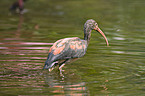 scarlet ibis