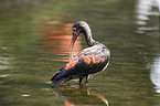 scarlet ibis