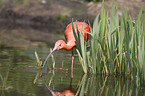 scarlet ibis