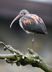 scarlet ibis