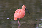 scarlet ibis