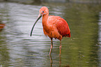 scarlet ibis