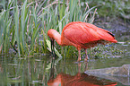 scarlet ibis