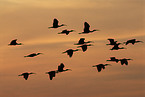 scarlet ibis