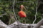 standing Scarlet Ibis