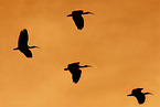 flying Scarlet Ibis