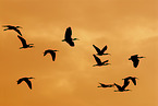 flying Scarlet Ibis