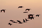 flying Scarlet Ibis