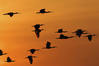 flying Scarlet Ibis