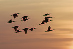 flying Scarlet Ibis