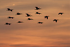 flying Scarlet Ibis