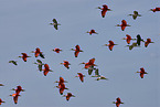 flying flock of birds
