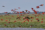 Scarlet Ibis