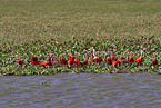 Scarlet Ibis