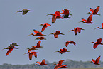 flying Scarlet Ibis