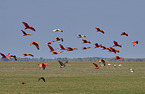 flying Scarlet Ibis