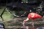 scarlet ibis