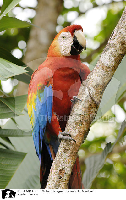 scarlet macaw / JR-01465