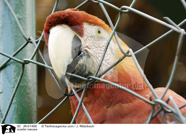 scarlet macaw / JR-01468