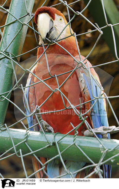 scarlet macaw / JR-01469