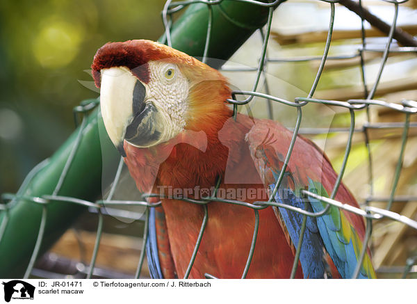 Hellroter Ara / scarlet macaw / JR-01471
