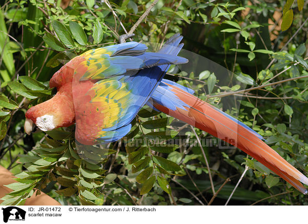 scarlet macaw / JR-01472