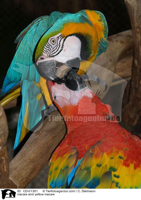 macaw and yellow macaw / CD-01361