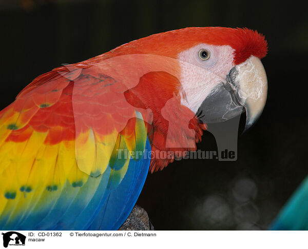 macaw / CD-01362
