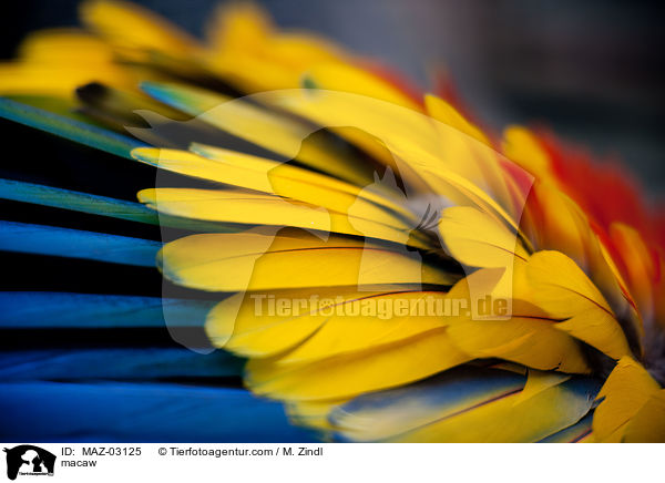 macaw / MAZ-03125
