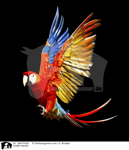 scarlet macaw / UB-01026