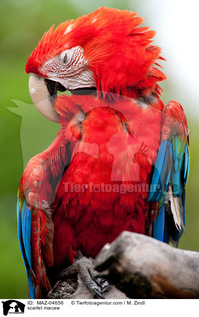 scarlet macaw / MAZ-04656