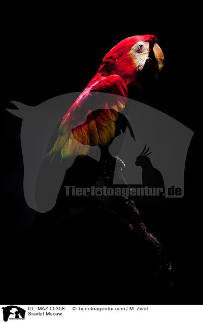 Scarlet Macaw / MAZ-05358