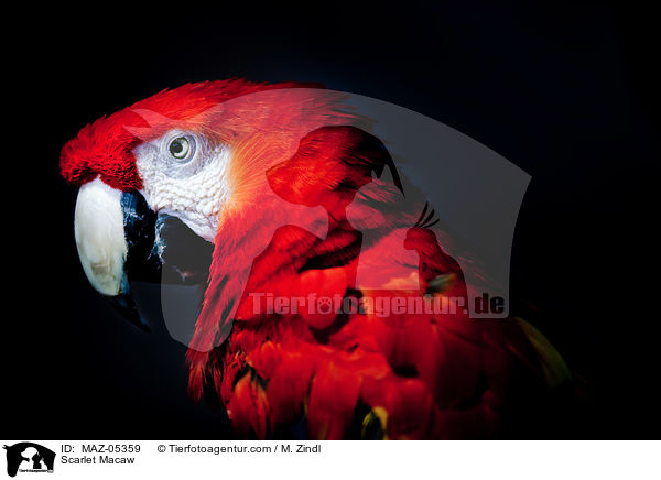 Scarlet Macaw / MAZ-05359