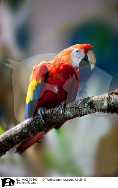 Scarlet Macaw / MAZ-05363