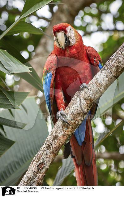 Scarlet Macaw / JR-04636