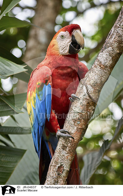 Scarlet Macaw / JR-04637
