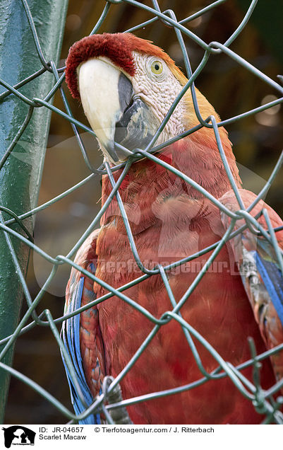 Hellroter Ara / Scarlet Macaw / JR-04657