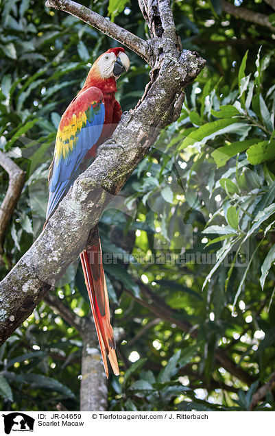 Scarlet Macaw / JR-04659