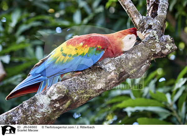 Scarlet Macaw / JR-04660
