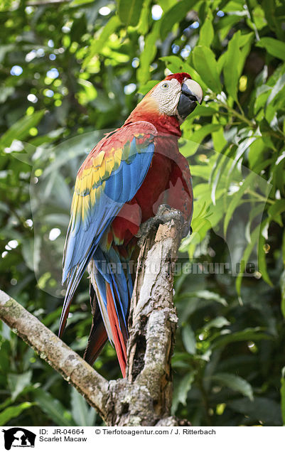 Scarlet Macaw / JR-04664