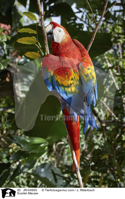 Hellroter Ara / Scarlet Macaw / JR-04665