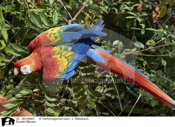 Scarlet Macaw / JR-04667