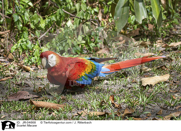 Scarlet Macaw / JR-04668