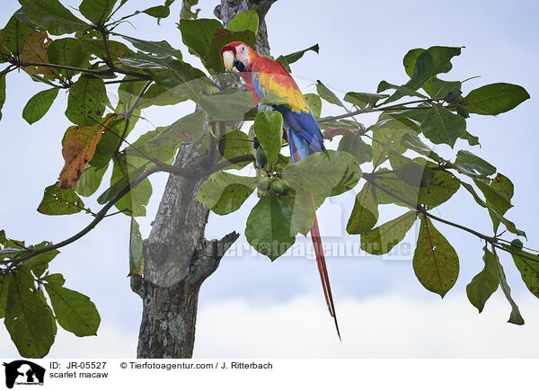 Hellroter Ara / scarlet macaw / JR-05527
