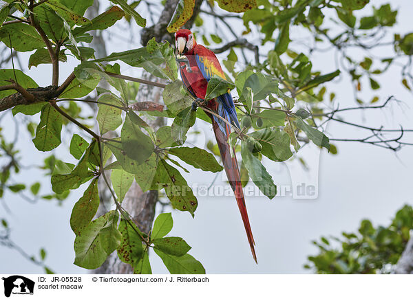 Hellroter Ara / scarlet macaw / JR-05528