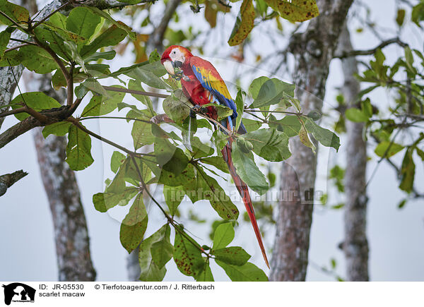 Hellroter Ara / scarlet macaw / JR-05530