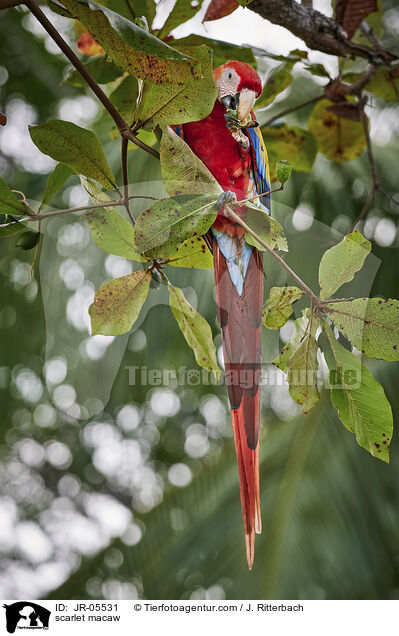 Hellroter Ara / scarlet macaw / JR-05531