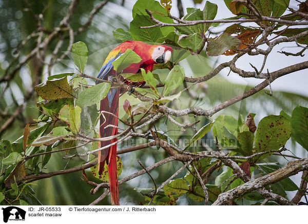 Hellroter Ara / scarlet macaw / JR-05533