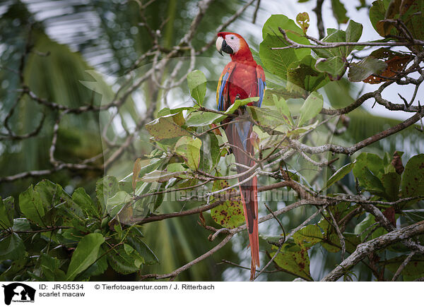 scarlet macaw / JR-05534