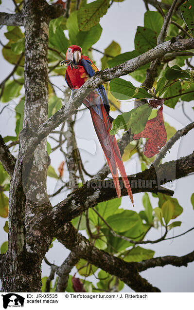 scarlet macaw / JR-05535